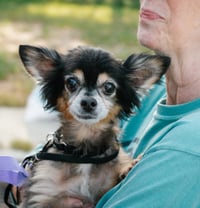 Zeus & Scruffy - A Bonded Pair! - Photo 3