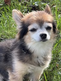 Zeus & Scruffy - A Bonded Pair! - Photo 7