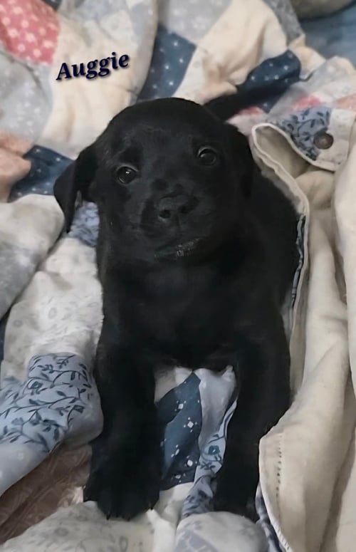 AUGGIE- THE A LITTER