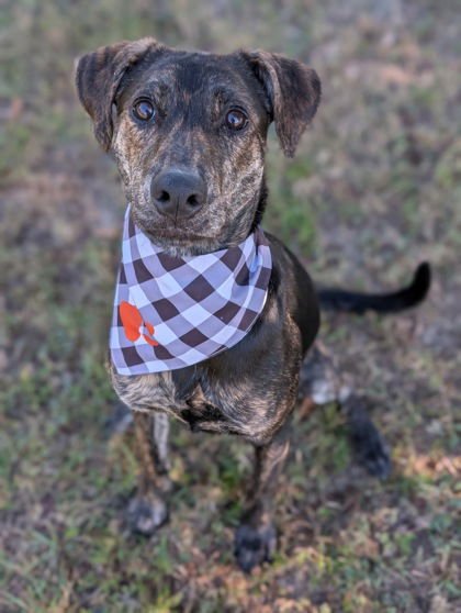 BOO BOO - German Pinscher available for adoption
