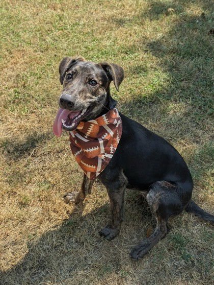 BOO BOO - German Pinscher available for adoption