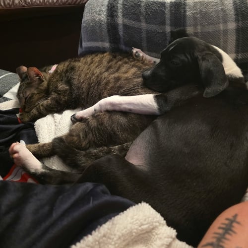 PEACHES (B&W) - EVERY DAY SHE'S A LITTLE BRAVER - Pit Bull Terrier / Rat Terrier available for adoption