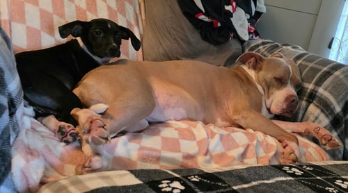 PEACHES (B&W) - EVERY DAY SHE'S A LITTLE BRAVER - Pit Bull Terrier / Rat Terrier available for adoption