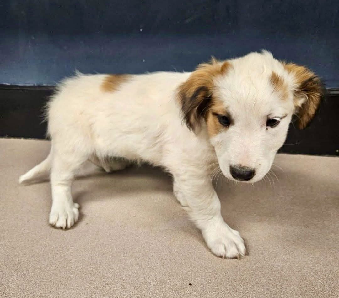 BETTY BOOP - Spaniel available for adoption