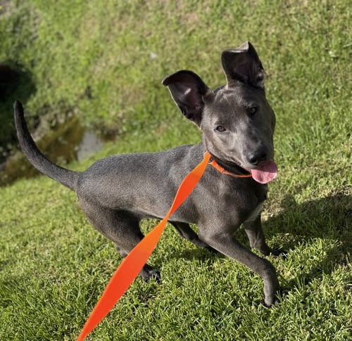 MONKEY- CUTEST EARS - Carolina Dog available for adoption