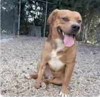 Slugger- looking for his second chance - Photo 4