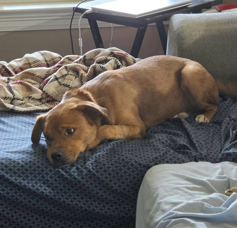 Slugger- looking for his second chance Image