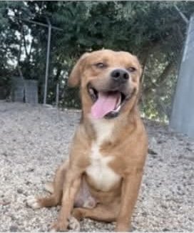 SLUGGER- LOOKING FOR HIS SECOND CHANCE - American Pit Bull Terrier available for adoption