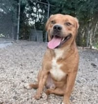 Slugger- looking for his second chance - Photo 3