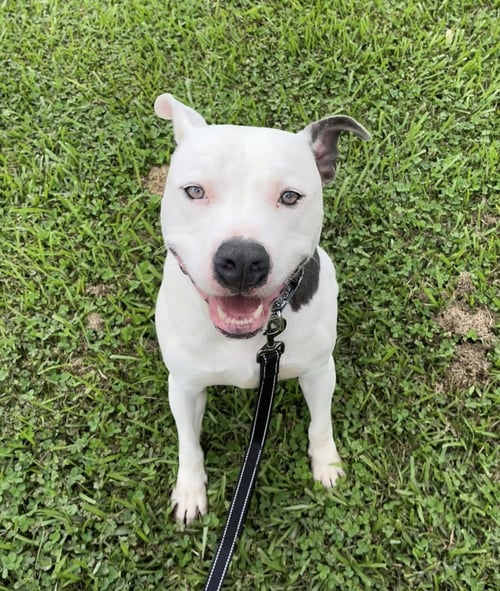 POCCO- PERSONALITY PLUS - Pit Bull Terrier available for adoption
