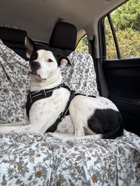 Radar - Ready for Fun! - Photo 7