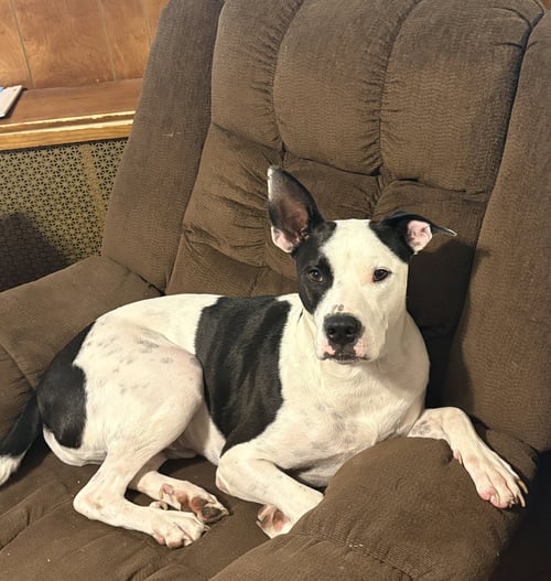 RADAR - READY FOR FUN! - American Pit Bull Terrier / American Bulldog available for adoption