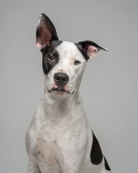 Radar - Ready for Fun! - Photo 3