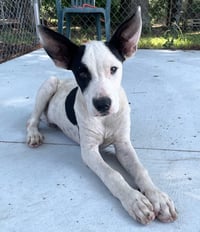 Radar - Ready for Fun! - Photo 17