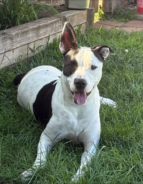 RADAR - READY FOR FUN! - American Pit Bull Terrier / American Bulldog available for adoption