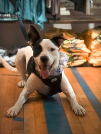 Radar - Ready for Fun! - Photo 10