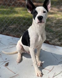 Radar - Ready for Fun! - Photo 18