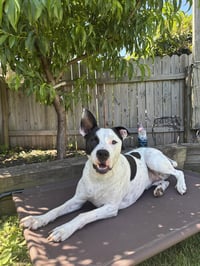 Radar - Ready for Fun! - Photo 4