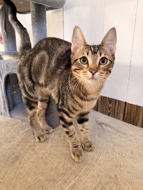 WAFFLE - Domestic Short Hair available for adoption