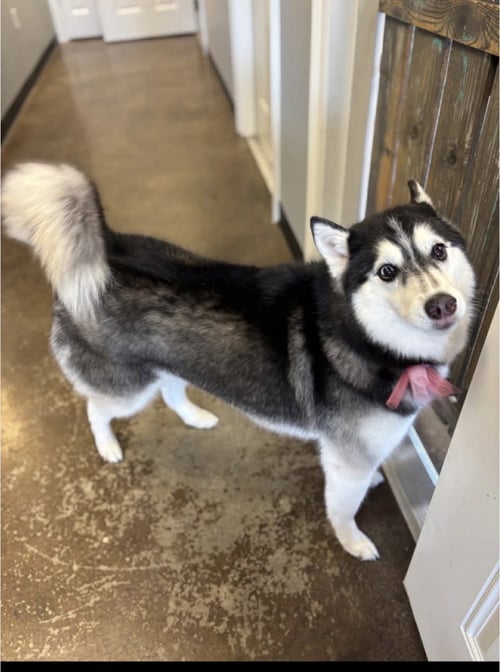 XINA- FLUFFY PRINCESS - Siberian Husky available for adoption