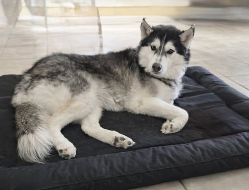 XINA- FLUFFY PRINCESS - Siberian Husky available for adoption