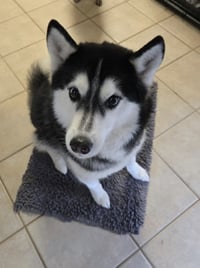 Xina- fluffy princess - Photo 3