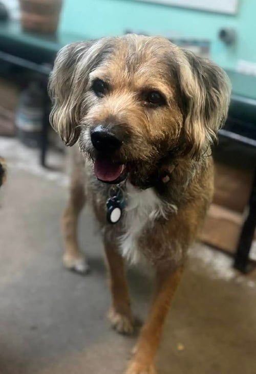 HENRY-SWEET SENIOR - Briard available for adoption