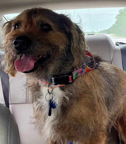 HENRY-SWEET SENIOR - Briard available for adoption