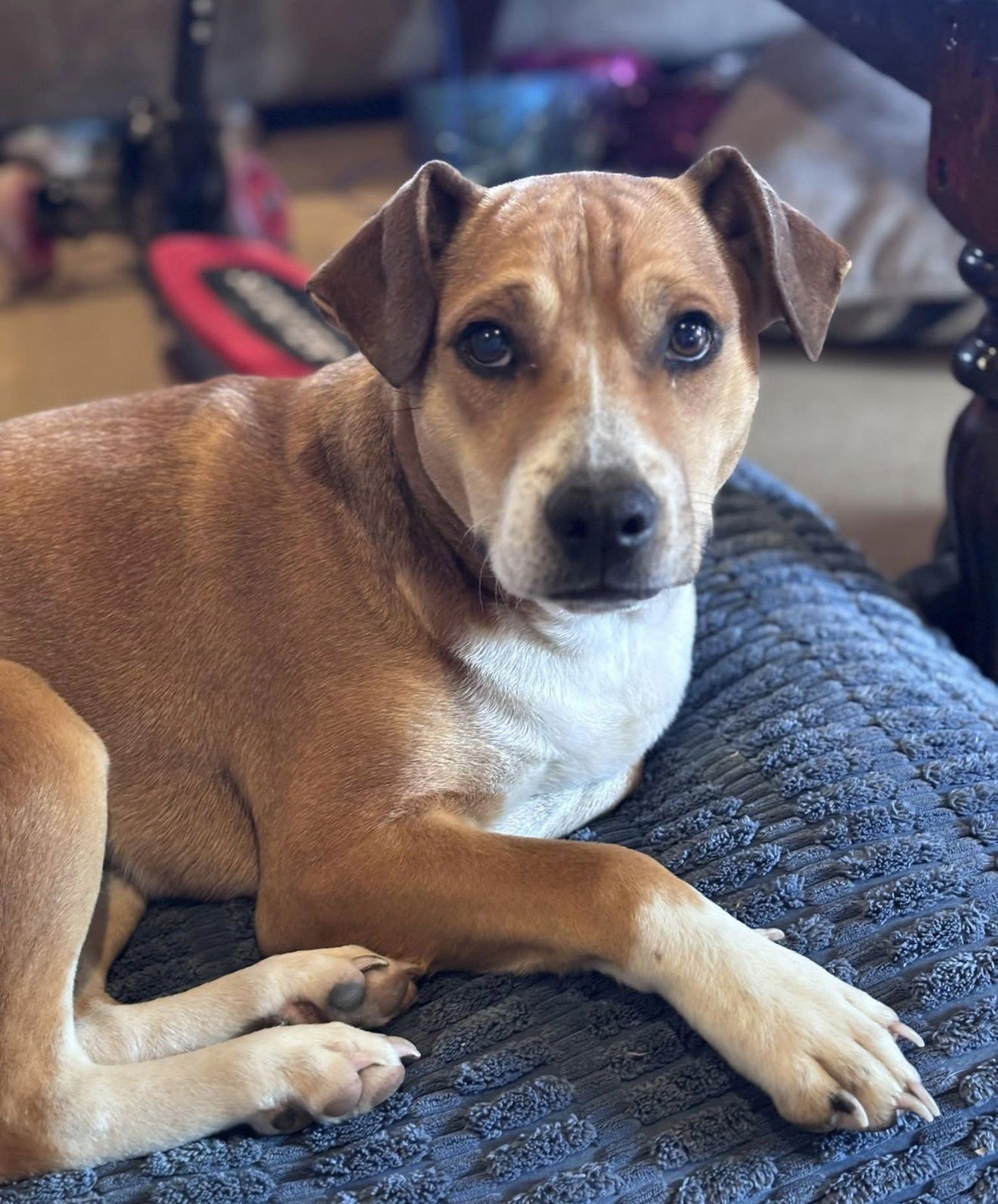 BOCEPHUS- NO MORE APPLICATIONS - Beagle / Dachshund available for adoption