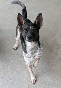 Diego - no more applications please! - Photo 1