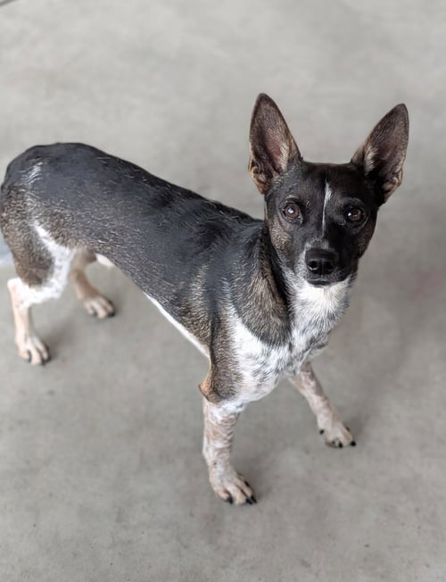 DIEGO - NO MORE APPLICATIONS PLEASE! - Rat Terrier available for adoption