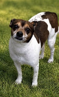 Gibson- sidekick material - Photo 4