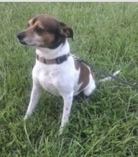 Gibson- sidekick material - Photo 2