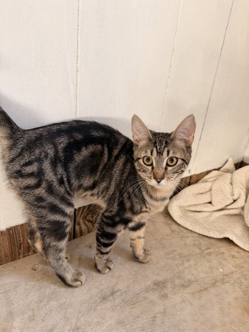 PANCAKE - Domestic Short Hair available for adoption