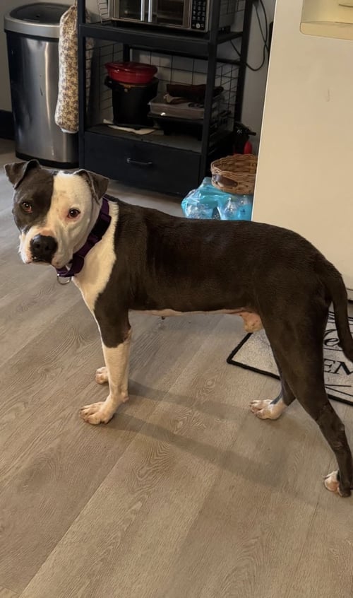 GALIANO- LOVES KIDS - American Pit Bull Terrier available for adoption