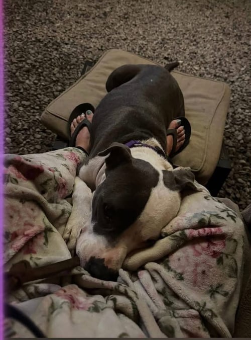 GALIANO- LOVES KIDS - American Pit Bull Terrier available for adoption