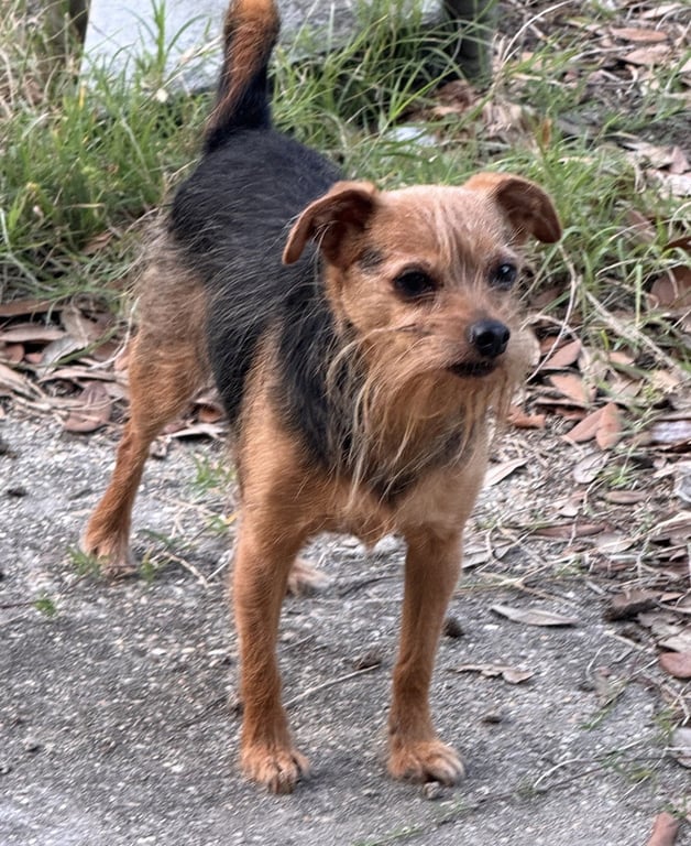 Finn- sweet scruffy senior Image