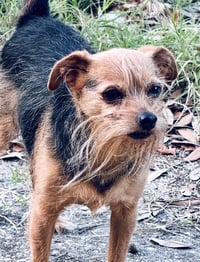 Finn- sweet scruffy senior - Photo 3