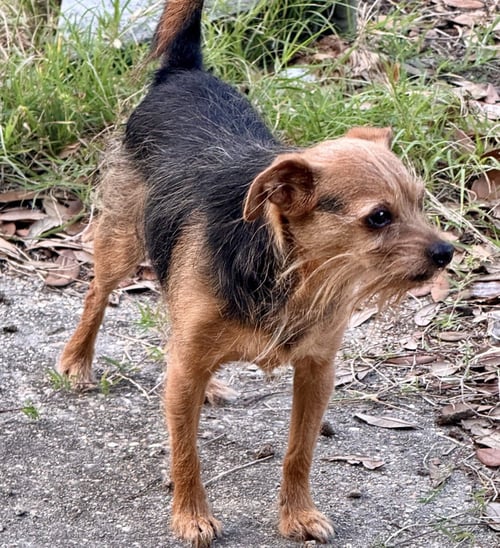 FINN- SWEET SCRUFFY SENIOR - Yorkshire Terrier Yorkie / Wirehaired Fox Terrier available for adoption