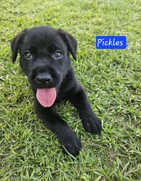 Pickles - Ready to Relish Life! - Photo 1