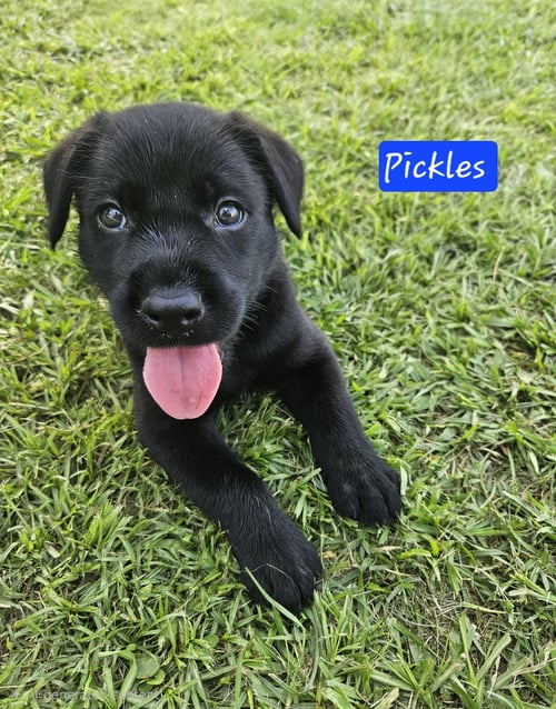 PICKLES - READY TO RELISH LIFE! - Labrador Retriever available for adoption