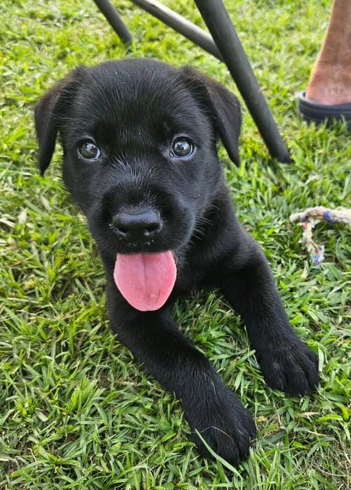 PICKLES - READY TO RELISH LIFE! - Labrador Retriever available for adoption