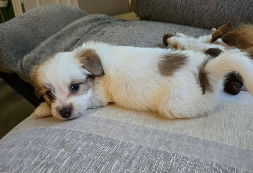 ANDIE - THE A LITTER - Cairn Terrier available for adoption