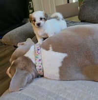 Andie - The A litter - Photo 5
