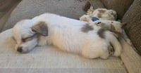 Andie - The A litter - Photo 4
