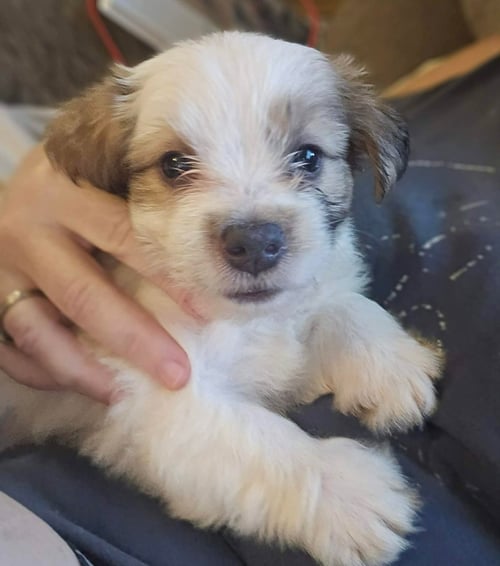 ANDIE - THE A LITTER - Cairn Terrier available for adoption