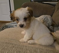 Andie - The A litter - Photo 6
