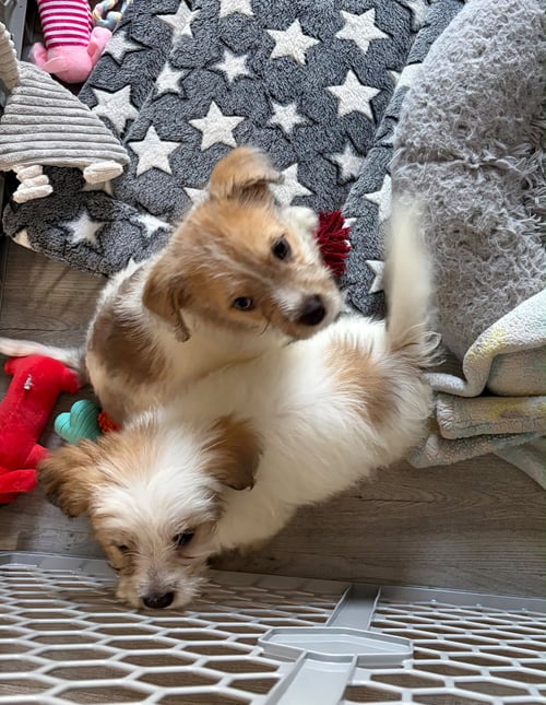 ANDIE - THE A LITTER - Cairn Terrier available for adoption
