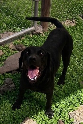 JUNE- BEAUTIFUL BLACK LAB - Labrador Retriever available for adoption