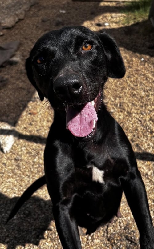 JUNE- BEAUTIFUL BLACK LAB - Labrador Retriever available for adoption